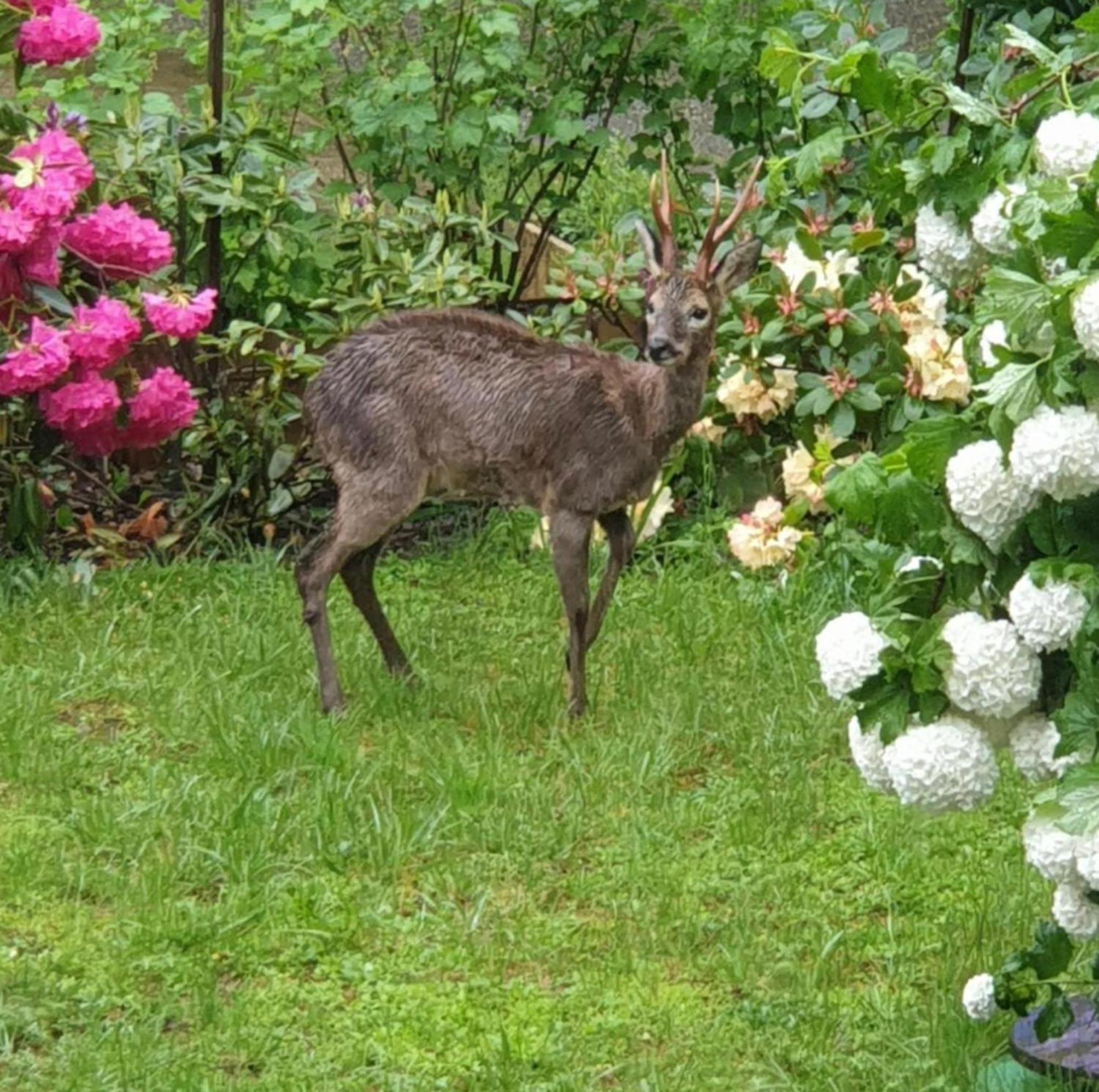 Les Tables Aux Vaches Raviege Hotel La Salvetat-sur-Agout Exterior photo